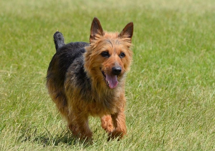 Australian Terrier Dog on the Run at Park