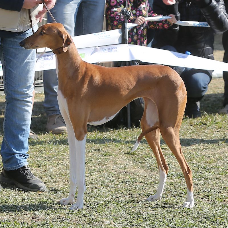 Azawakh is an exotic dog breed