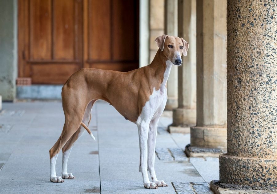 Azawakh Dog Standing on Corridor