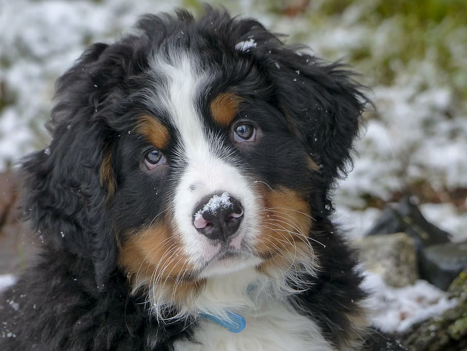 Baby Bernese Mountain Dog Puppy