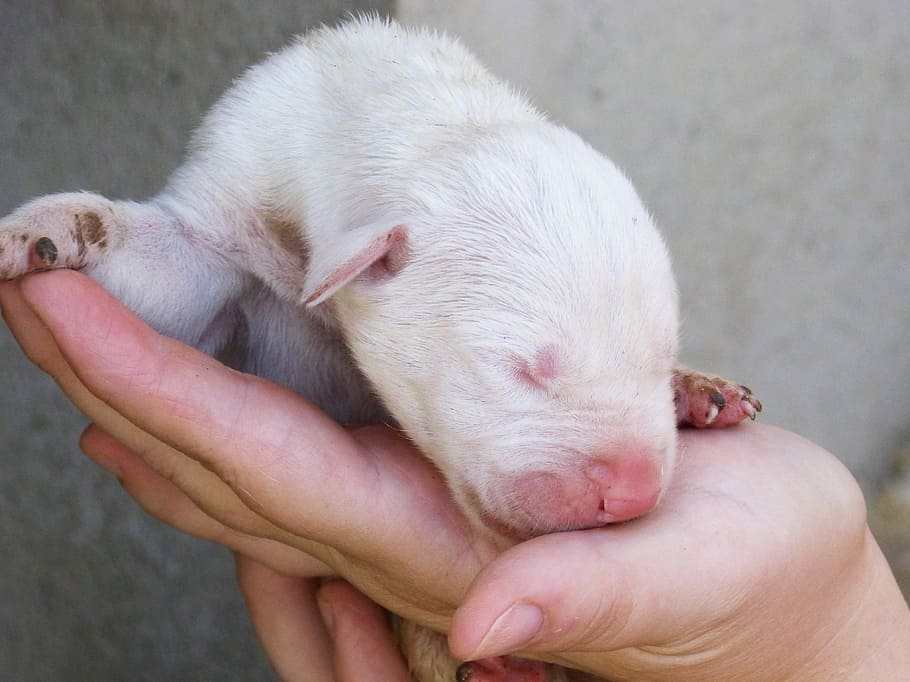 Baby Harlequin Great Dane Puppy