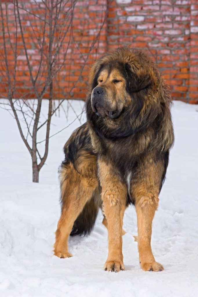 Bangar Mastiff Dog Standing on Snow