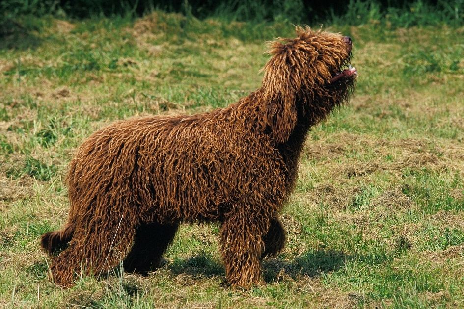 Brown Barbet Dog Standing Sideways on Grass