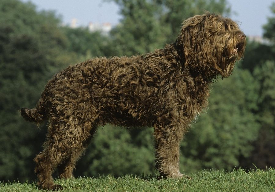 Barbet Dog with Long Curly Hair Standing on Grass
