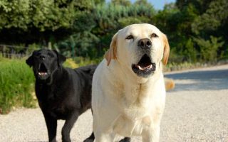 Do Labrador Retrievers Bark A Lot? (Explained)