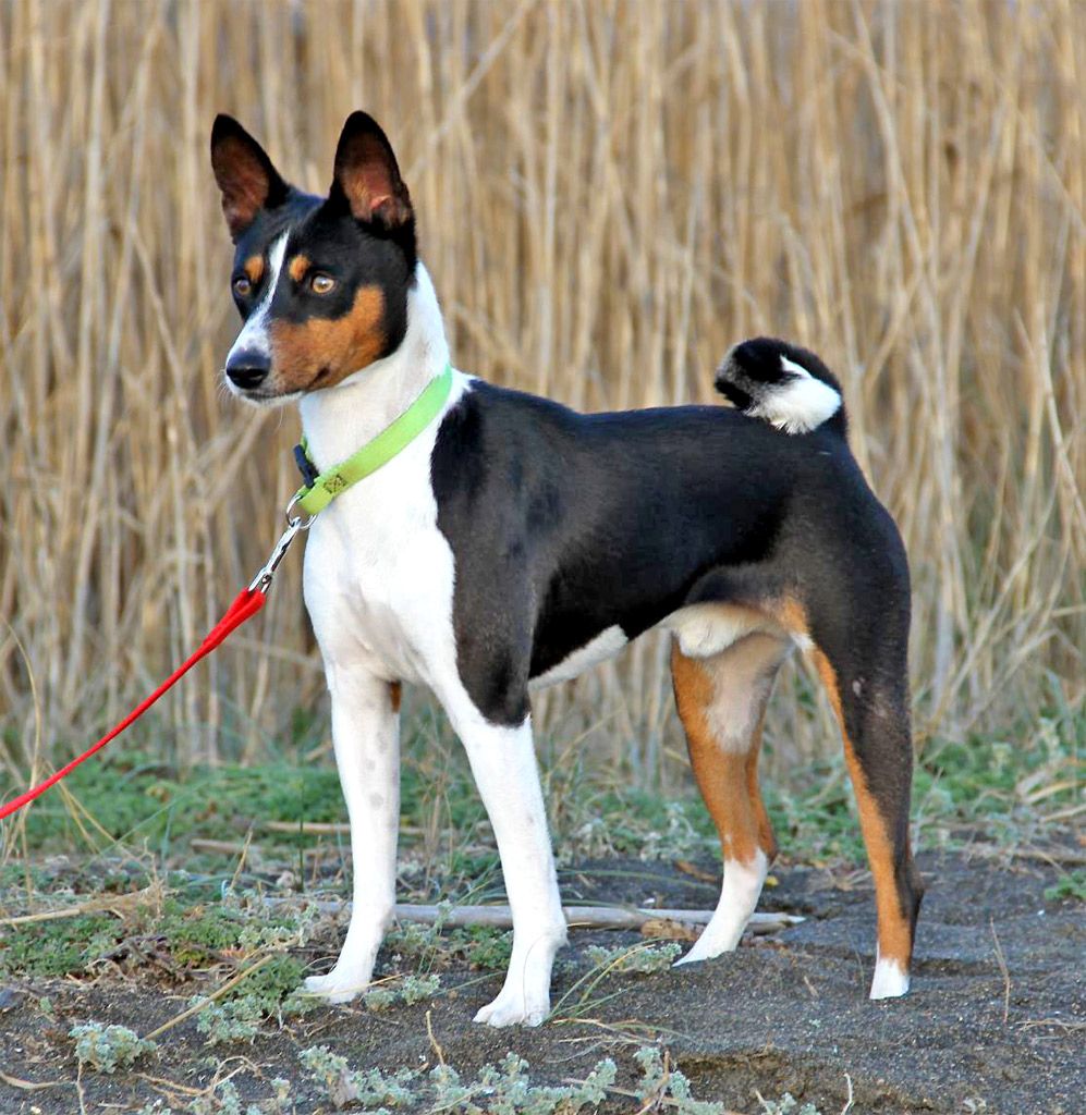 Basenji Dog Breed