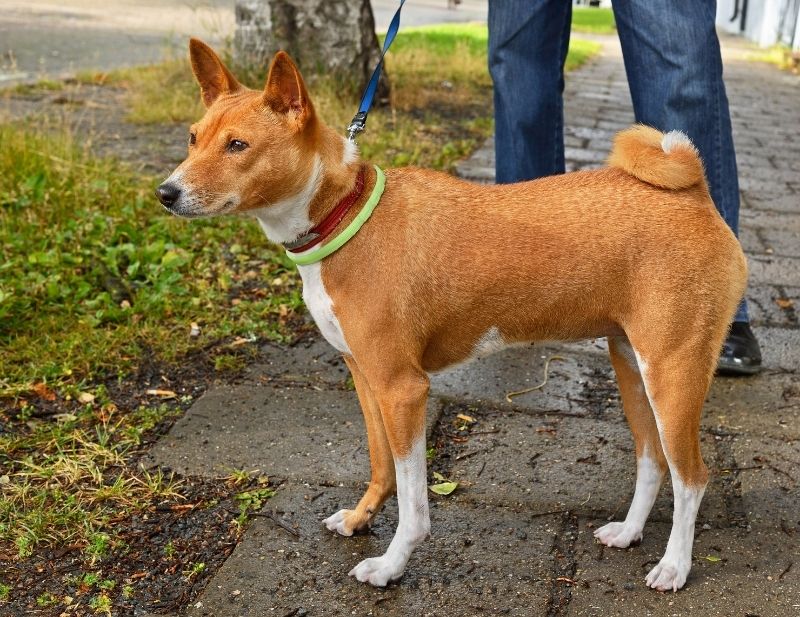 Basenji Dog on a Leash Standing