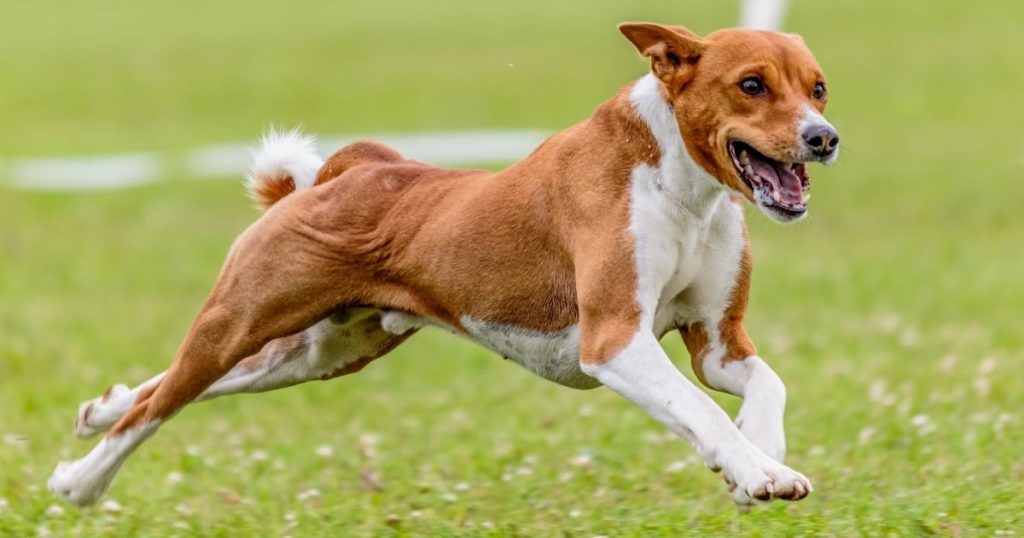 Basenji running on lure coursing competition
