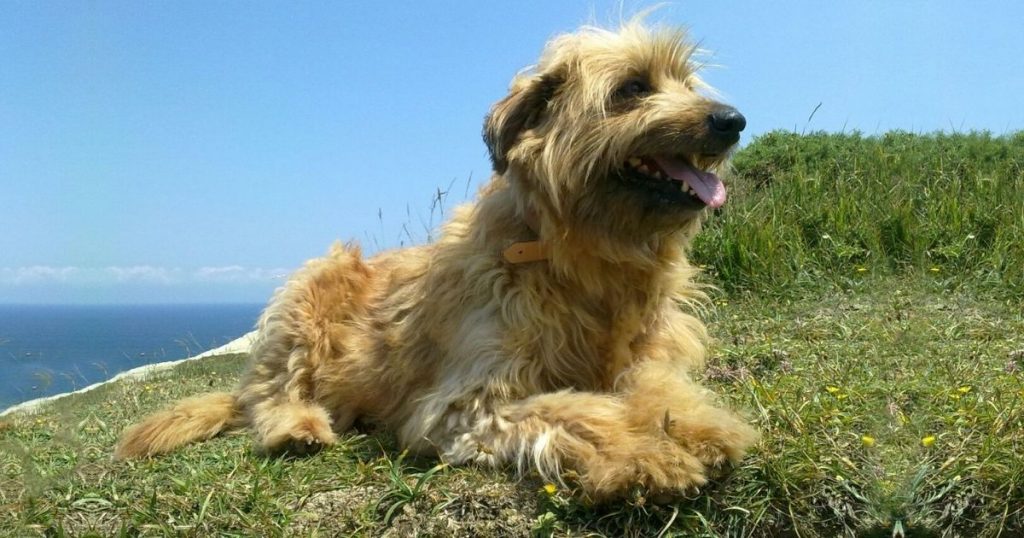 Basque Shepherd Dog (Iletsua, fawn)