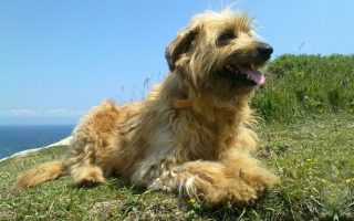 Basque Shepherd Dog Facts & Information
