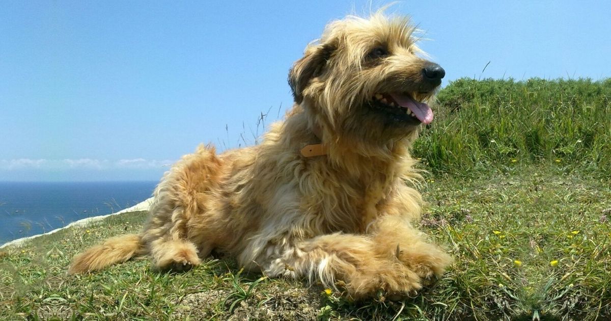 Basque Shepherd Dog Facts & Information - Iletsua, fawn