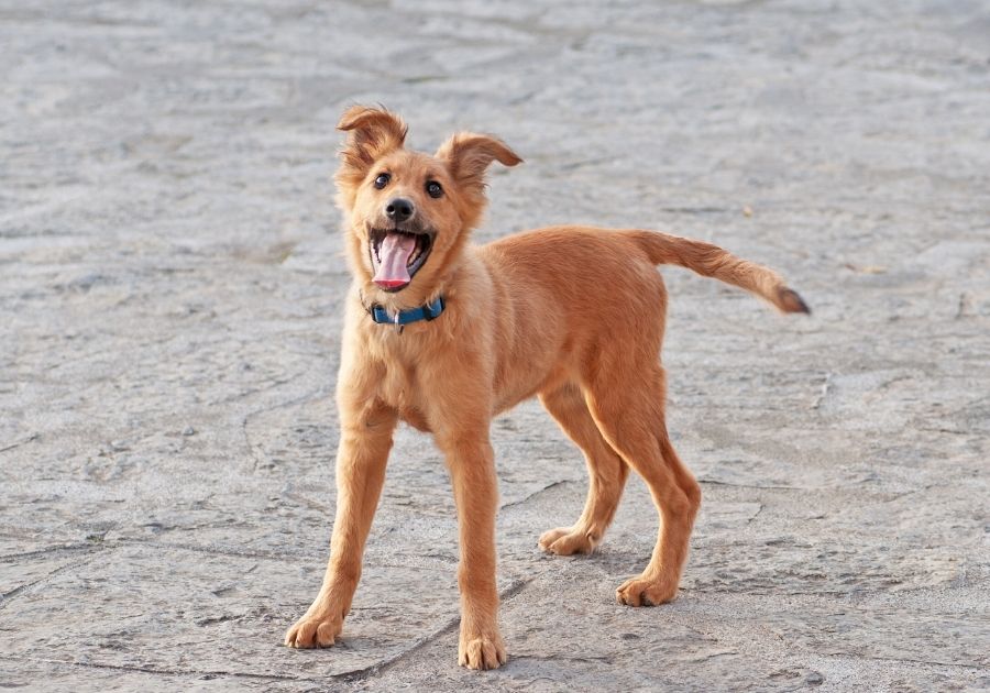 Basque Shepherd Dog with Tongue Out Looking Active