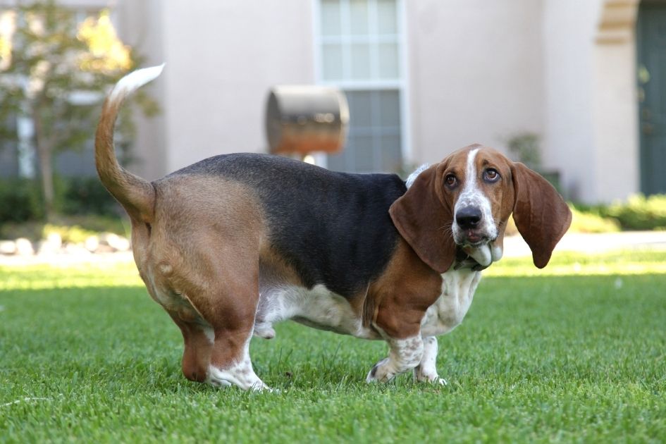 Basset Hound Dog Breed Standing on Grass Looking Aside