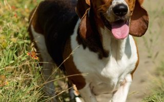Great Dane Vs Rottweiler – Which One Is Better?