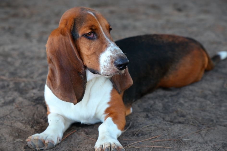 Basset Hound Lying on Ground Looking Aside