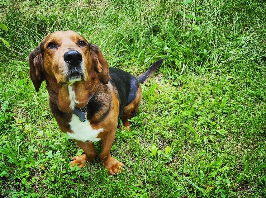 Basset Hound Rottweiler Mix Dog Standing on Grass Looking Up