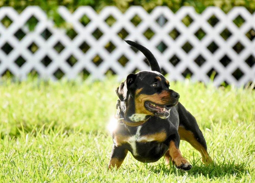 Basset Hound Rottweiler Mix Pup Playing on Grass
