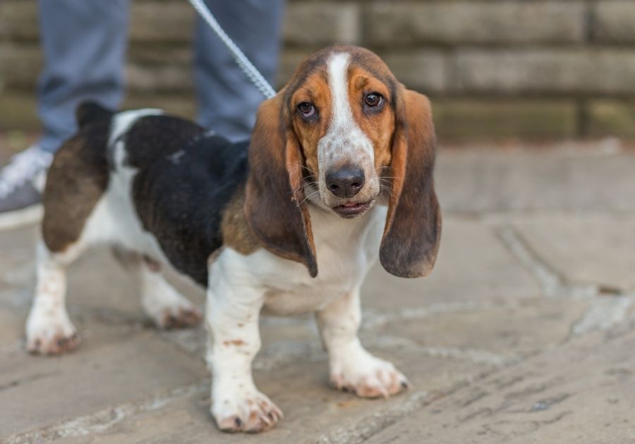 Basset Hound Standing on Leash with Owner Outdoor