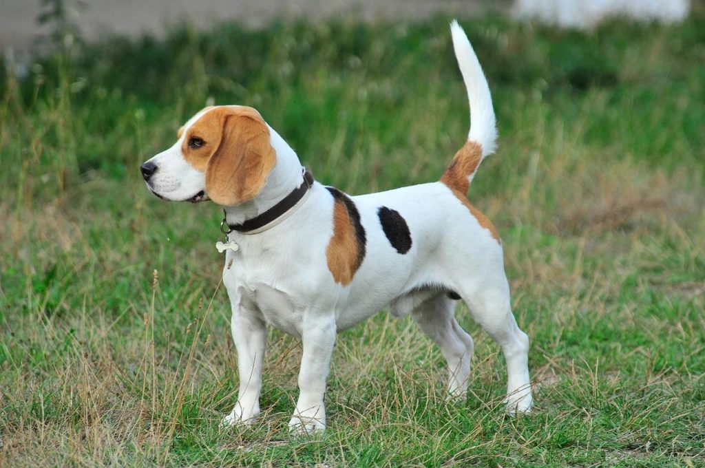 Beagle dog breed has a low prey drive