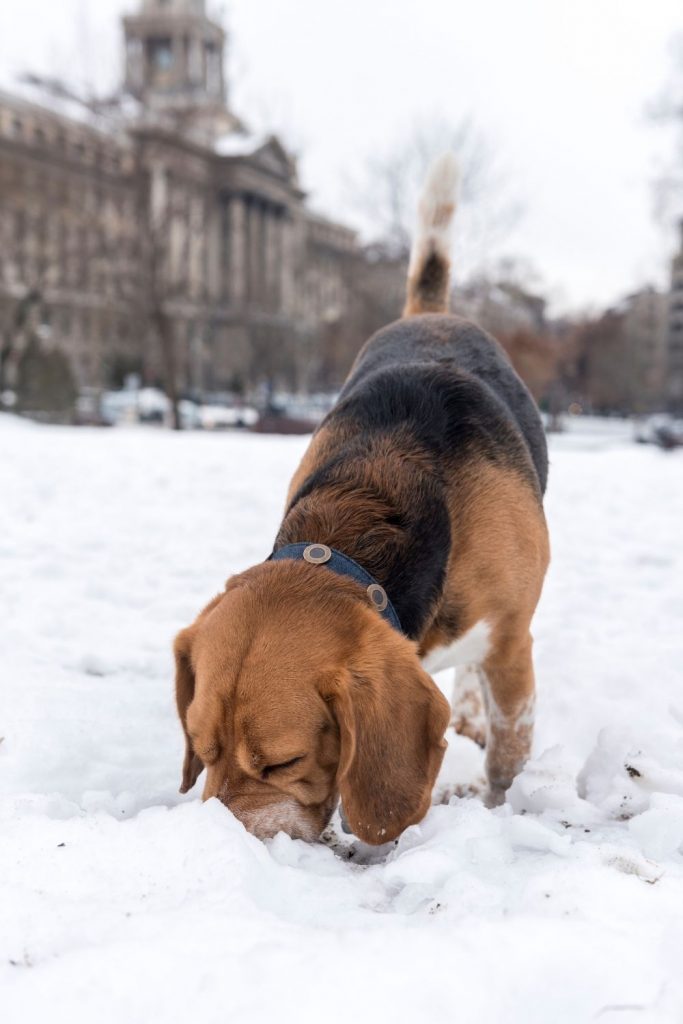 Beagle Dog Eating Snow