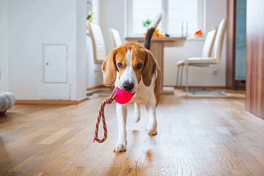 Beagle Dog Fetching a Toy Indoors