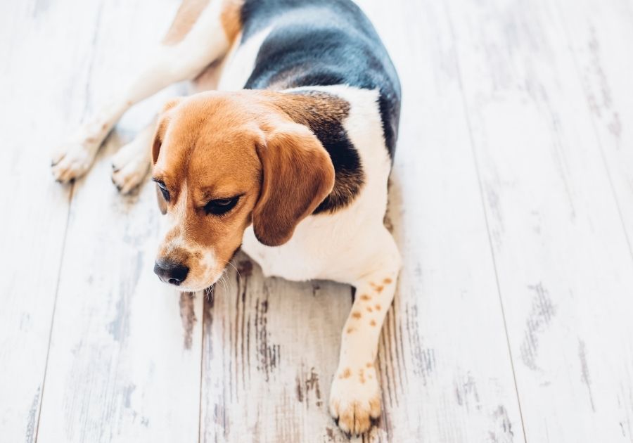 Beagle Dog Laying on Floor with Front Paw Stretched