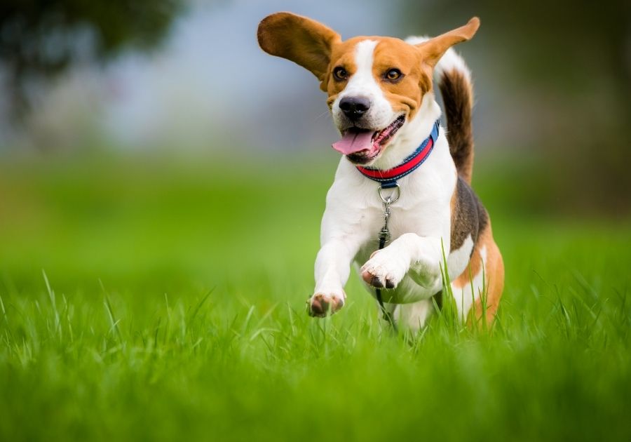 Beagle Dog Running on Meadow