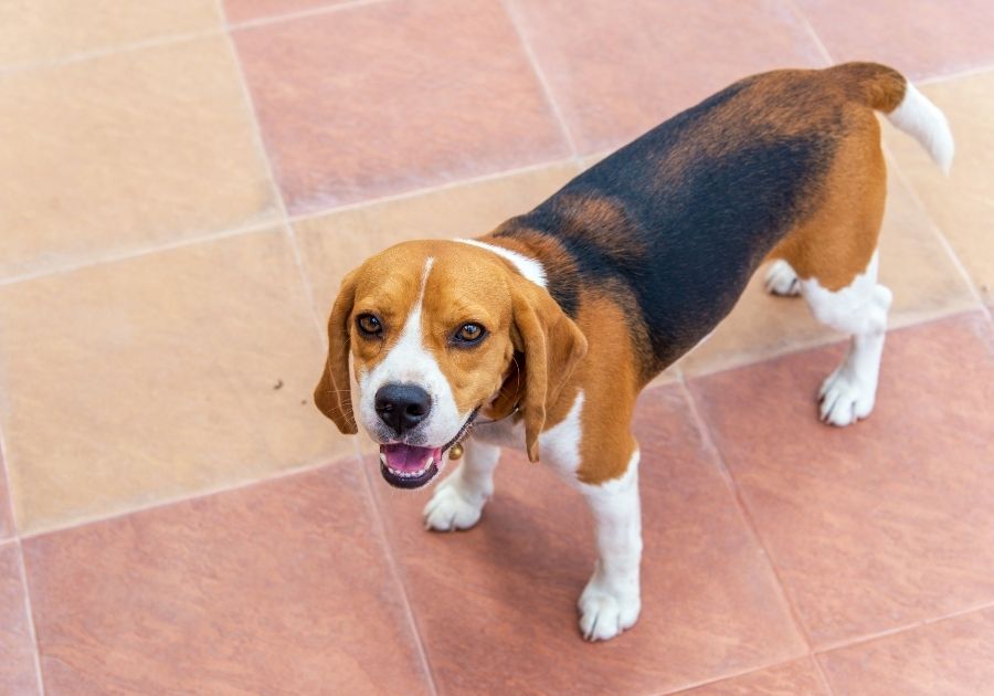 Beagle Dog Standing on Tiles Looking Up