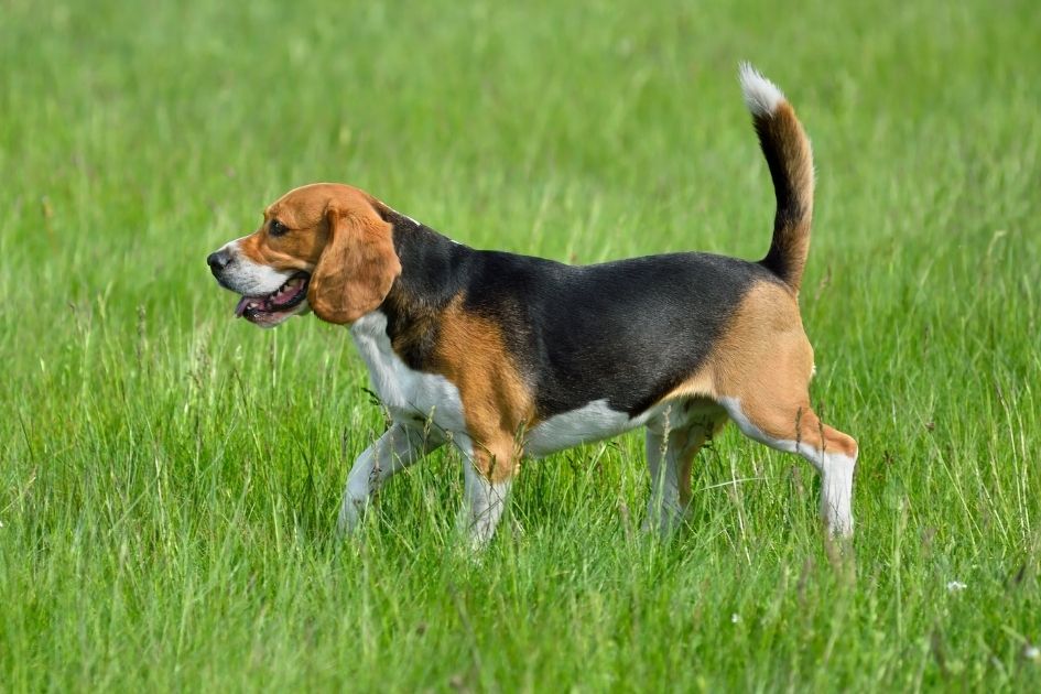 Beagle Dog Walking on Grass