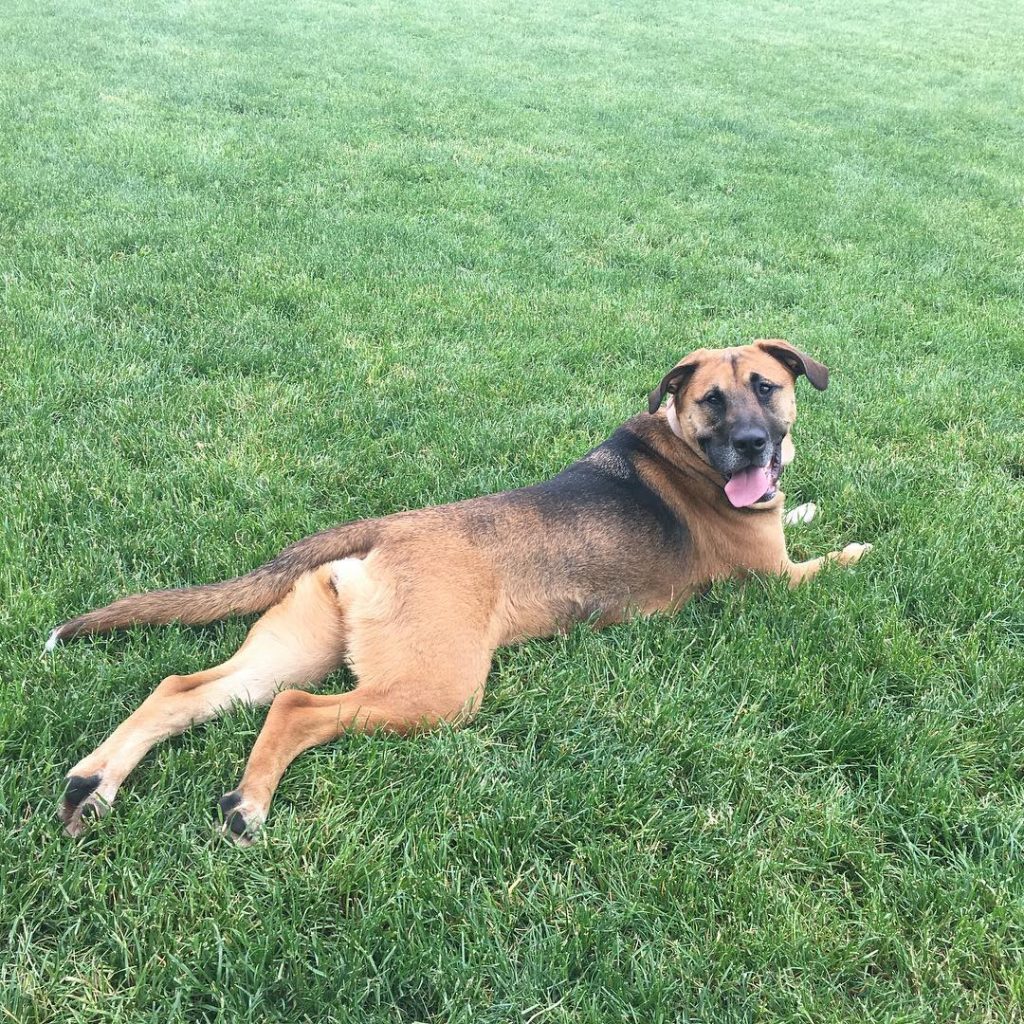 Beagle German Shepherd Dog Resting on Grass