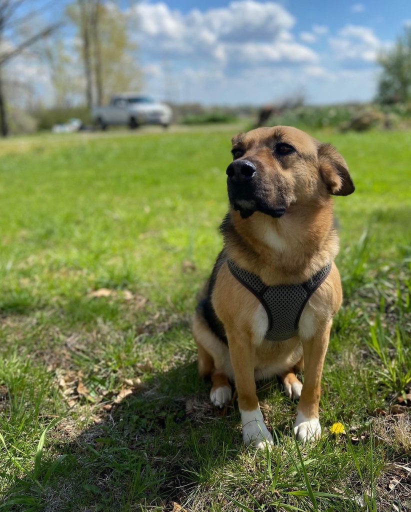 Beagle German Shepherd Mix Dog Sitting on Grass