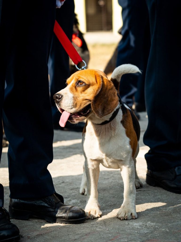 Beagle Police Dog with Officers