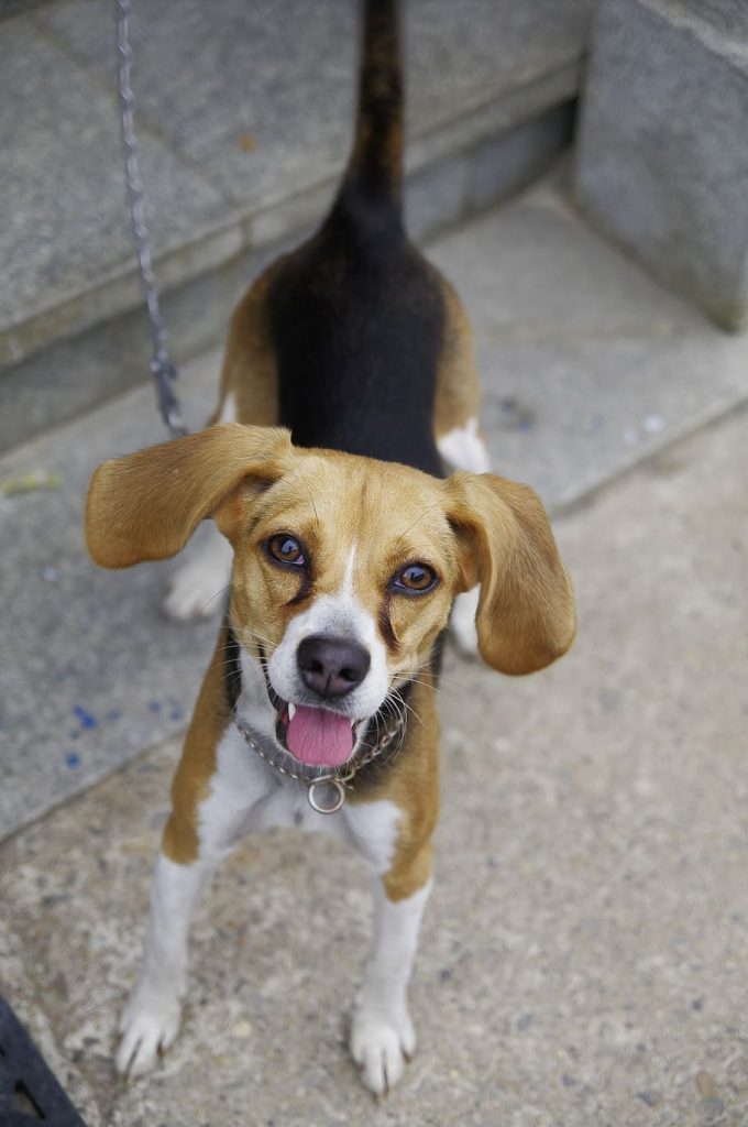 Beagle Puppy