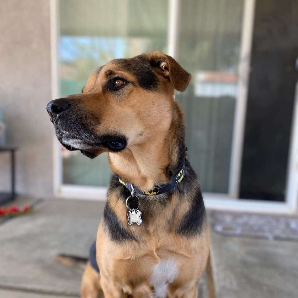 Beagle Shepherd Dog Sitting Outside