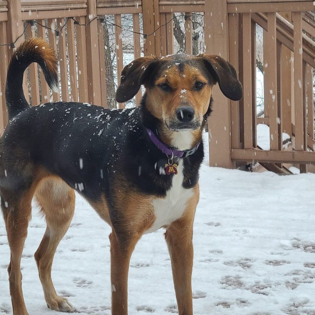 Beagle and German Shepherd Mix Dog Standing on Snow