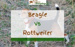 Beagle vs Rottweiler – Which One Is Better?