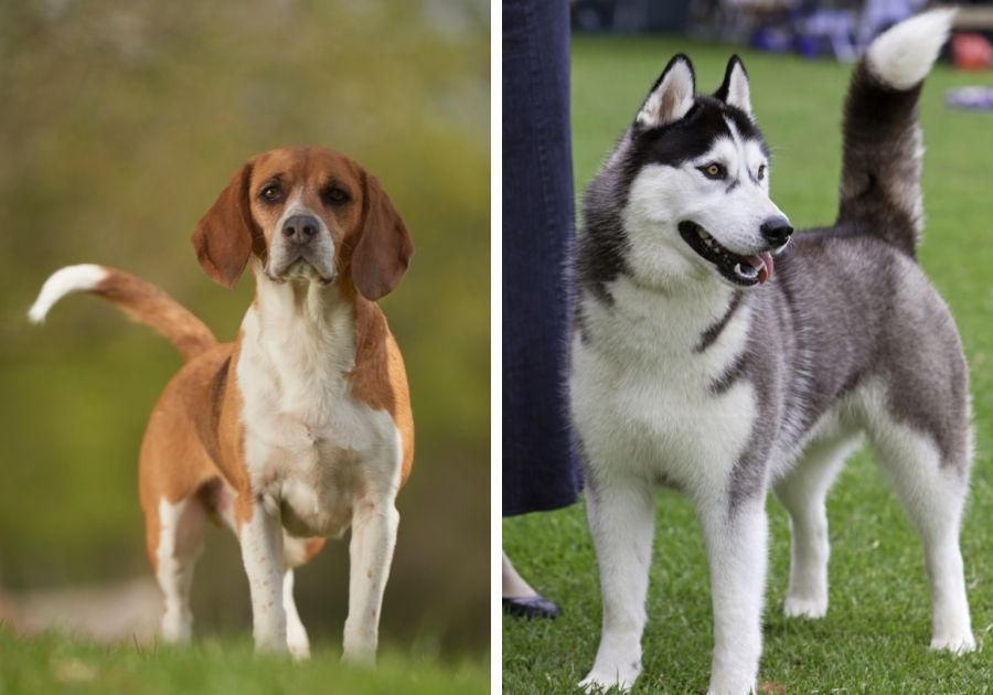 Beagle x Siberian Husky Dog Breeds Left and Right Respectively
