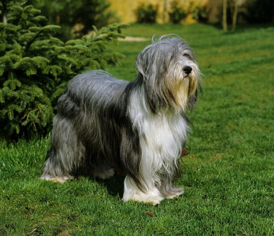 Bearded Collie Standing on Grass