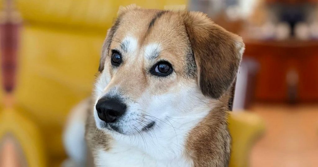 Beaski: Beagle Husky Mix Facts, Puppy Price, Guide