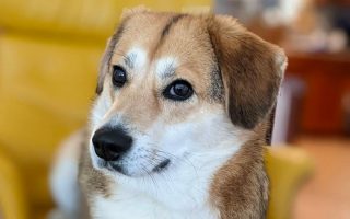 Beaski: Beagle Husky Mix Facts, Puppy Price, Guide