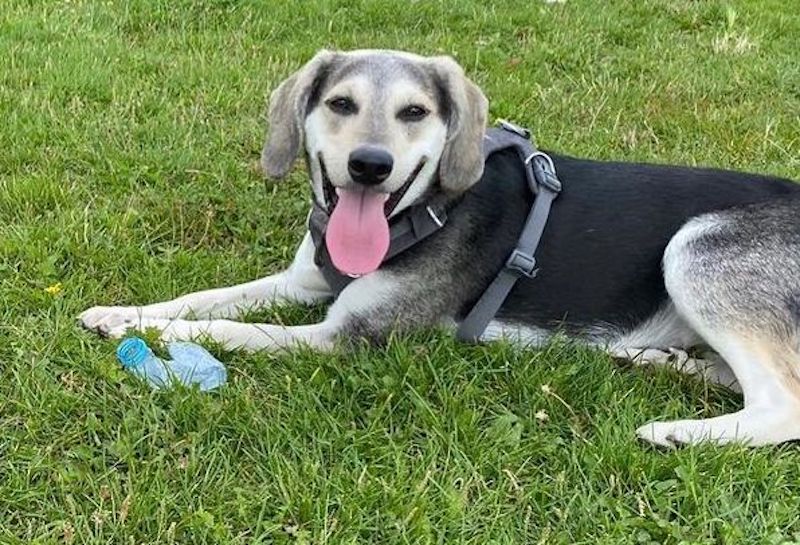 Beaski Dog Lying on Grass