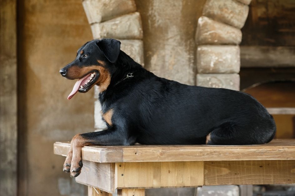 Beauceron Dog Breed Resting on Table