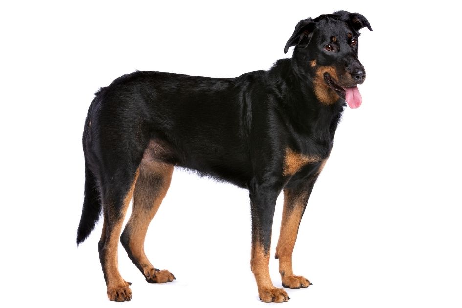 Beaucerons Dog Breed