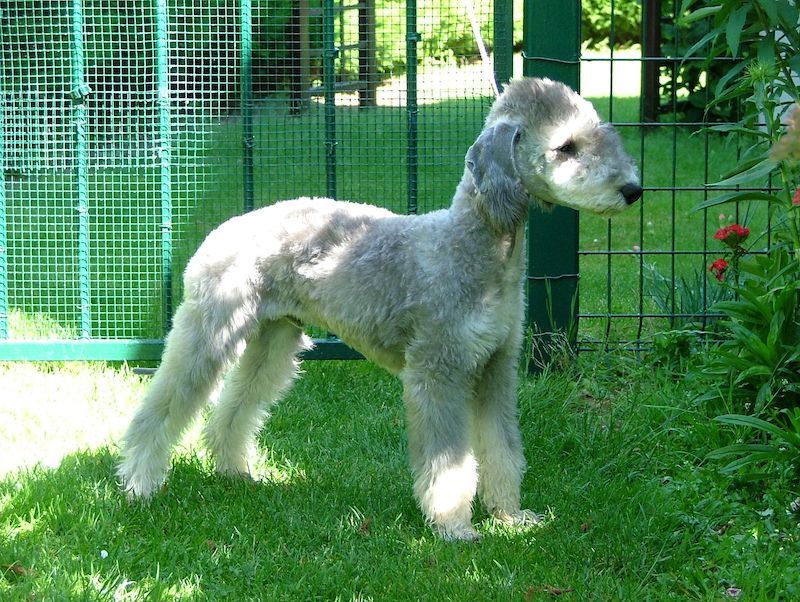 Bedlington Terrier Dog Breed