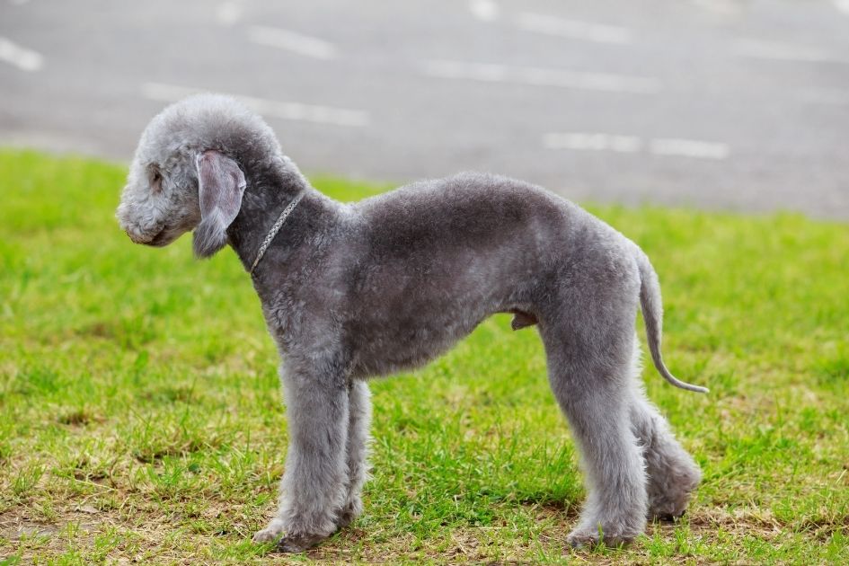 Grey Bedlington Terrier Dog Standing Sideways on Grass