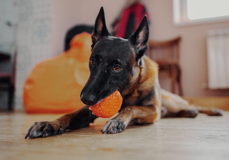 Belgian Malinois Dog in the Home Interior with Toy