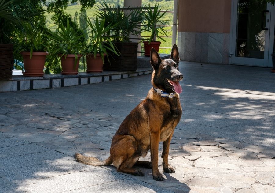 Belgian Malinois Dog on Guard Outside Family House
