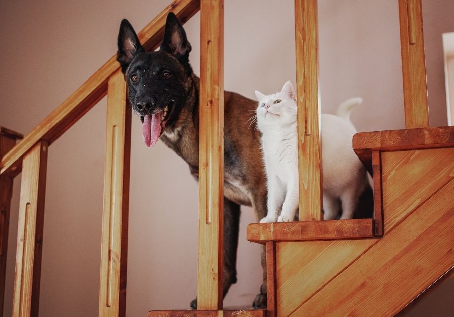 Belgian Malinois Dog on Staircase with Cat