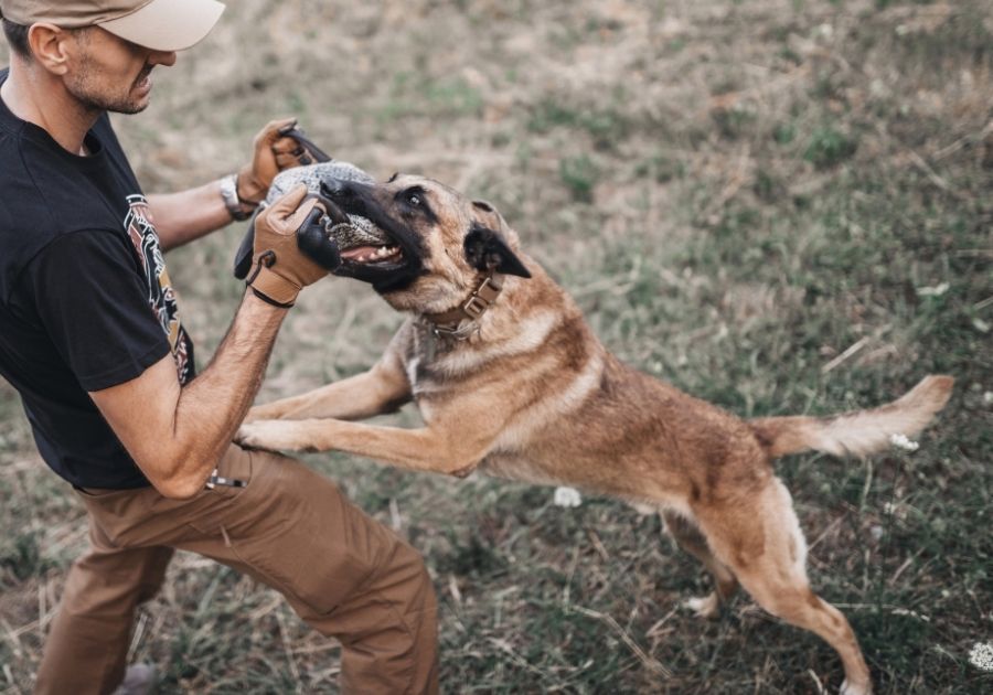 Belgian Malinois Police Dog Training - Bites Criminal