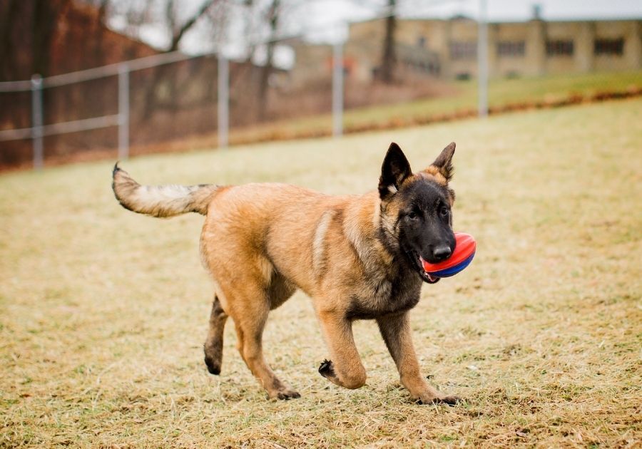 Belgian Malinois Puppy Playing Fetch with Toy Outdoor
